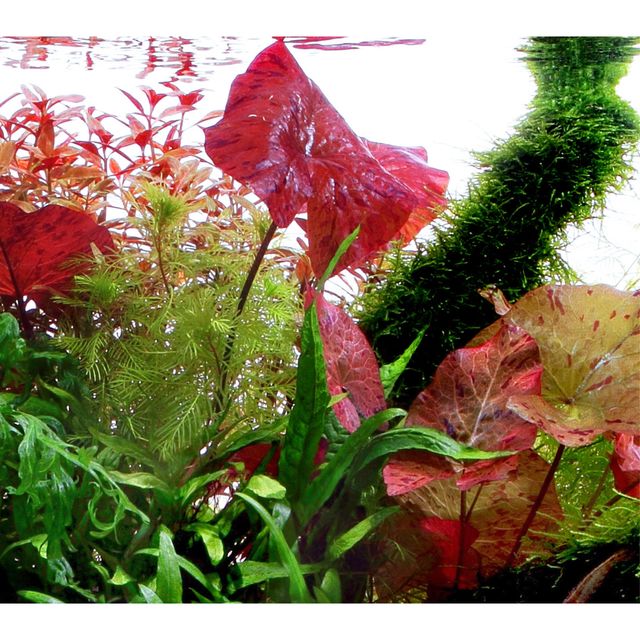 Nymphaea lotus 'Red'