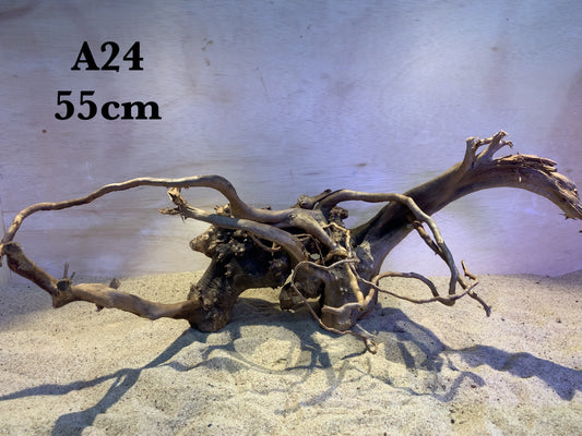 Azalea root A24