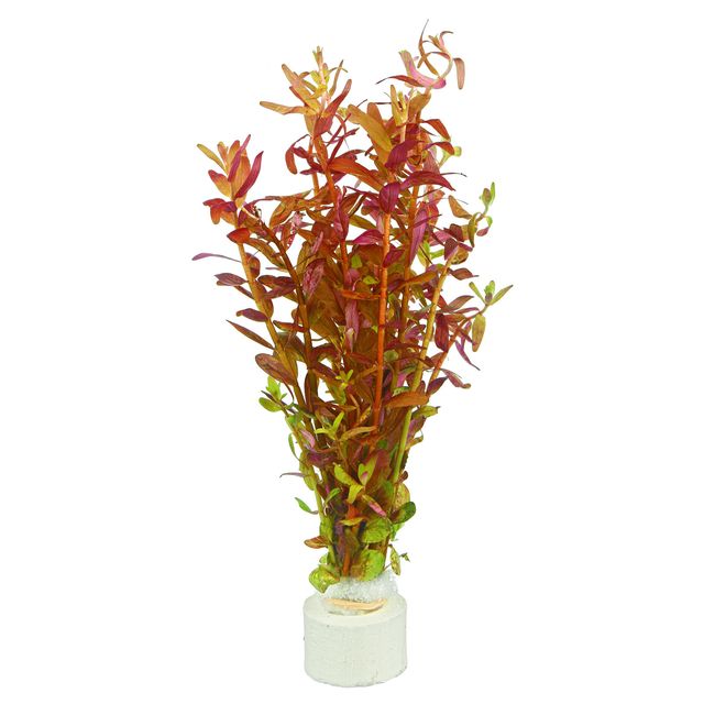 Rotala sp. 'Colorata'