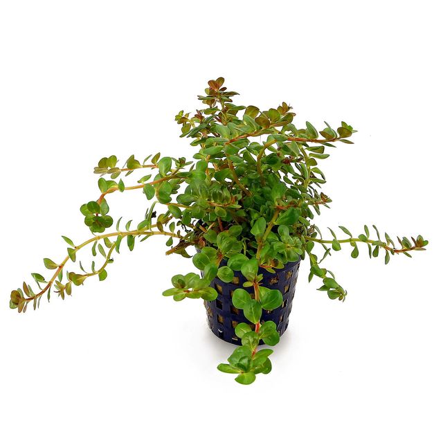 Rotala sp. 'Colorata'