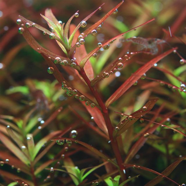 Rotala sp. 'Colorata'