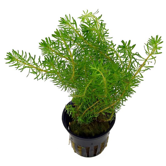 Rotala wallichi