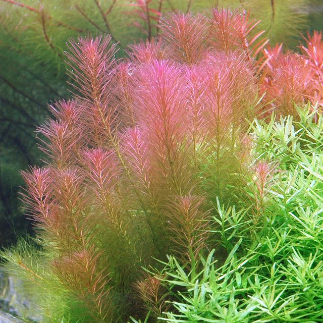 Rotala wallichi