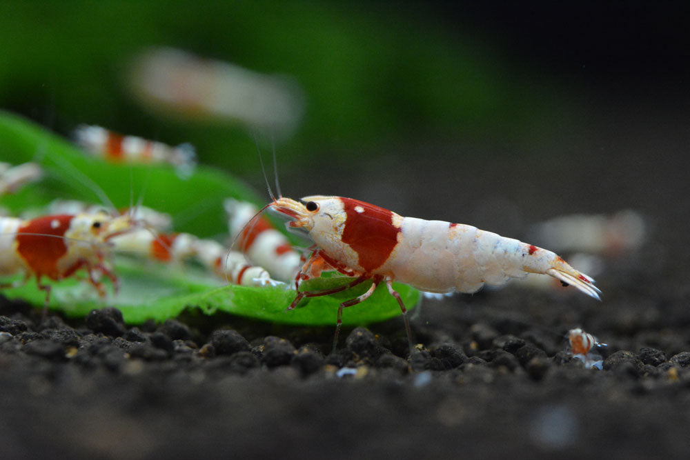 Neo Shrimp Soil NORMAL