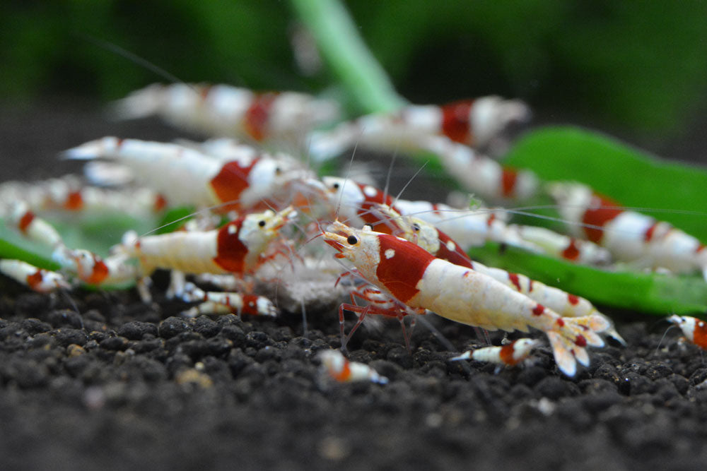 Neo Shrimp Soil NORMAL