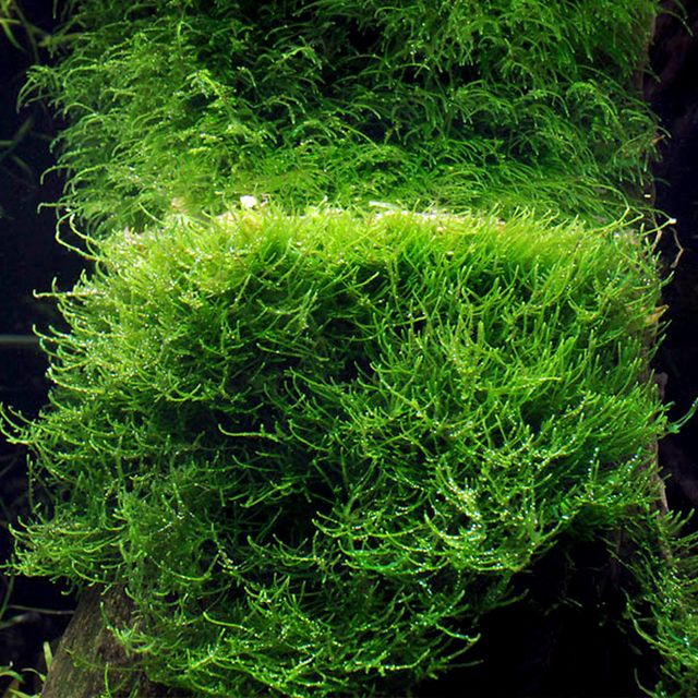 Taxiphyllum barbieri "Java moss"