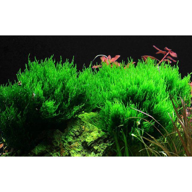 Taxiphyllum sp. "Flame Moss"