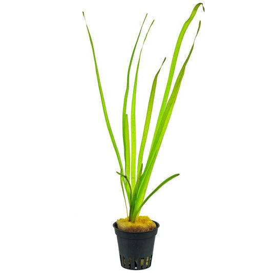 Vallisneria spiralis