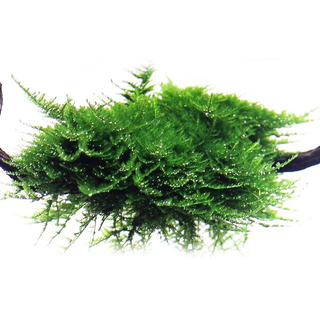 Christmas moss